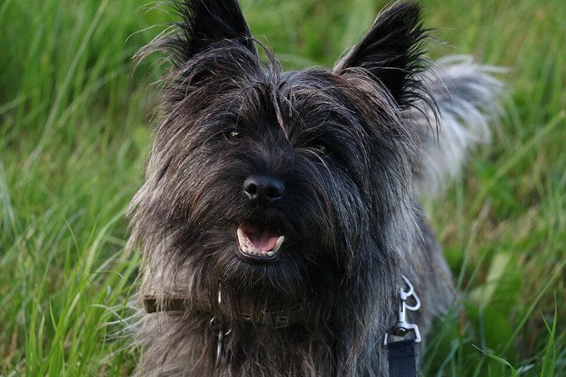 14 tiny dog breeds with huge personalities and zero fear 12 Cairn Terrier