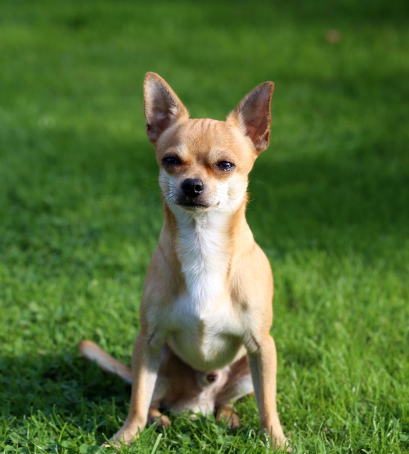 11 small dog breeds owners choose when they want more years together 2 Chihuahua