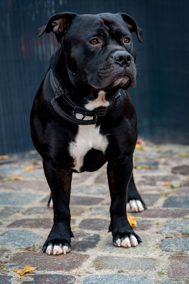 The bond sounds wonderful - Until you realize just how much these dogs may want to be part of your life 9 Staffordshire Bull Terrier - Stocky snuggler with sparkle