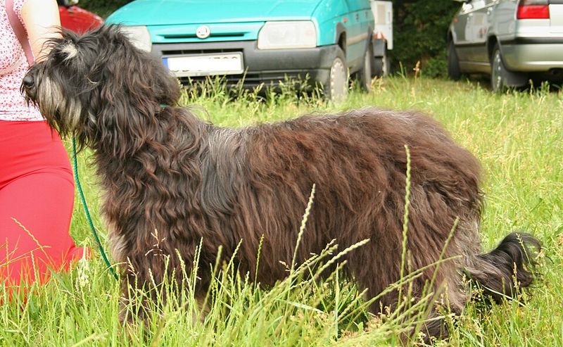 Portuguese Sheepdog (Cão da Serra de Aires)