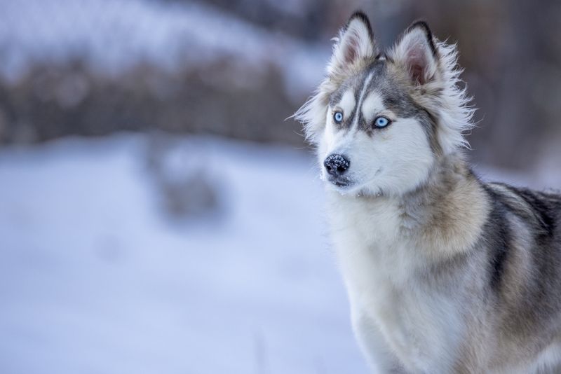 9 Dog Breeds with Foxlike Features and 13 with Wolfish Looks 22 Canadian Eskimo Dog
