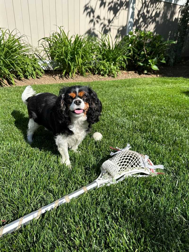 Some dogs turn everyday life into an adventure - these breeds can make it feel wonderfully peaceful instead 8 Cavalier King Charles Spaniel