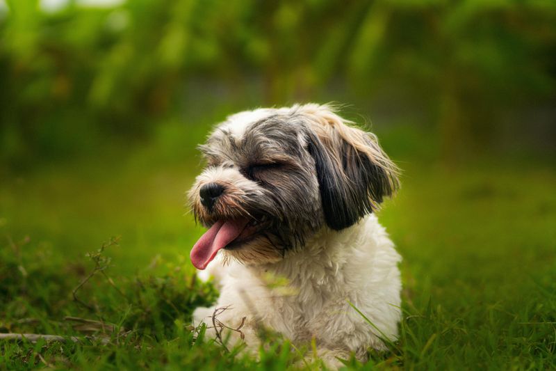 15 dog breeds that can make snoring sound way bigger than the dog actually is 6 Shih Tzu