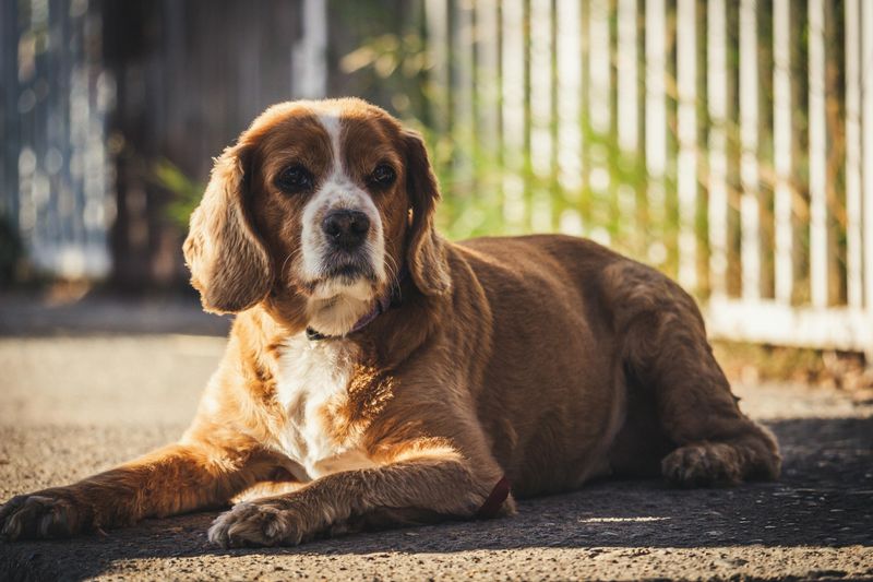 English Springer Spaniel