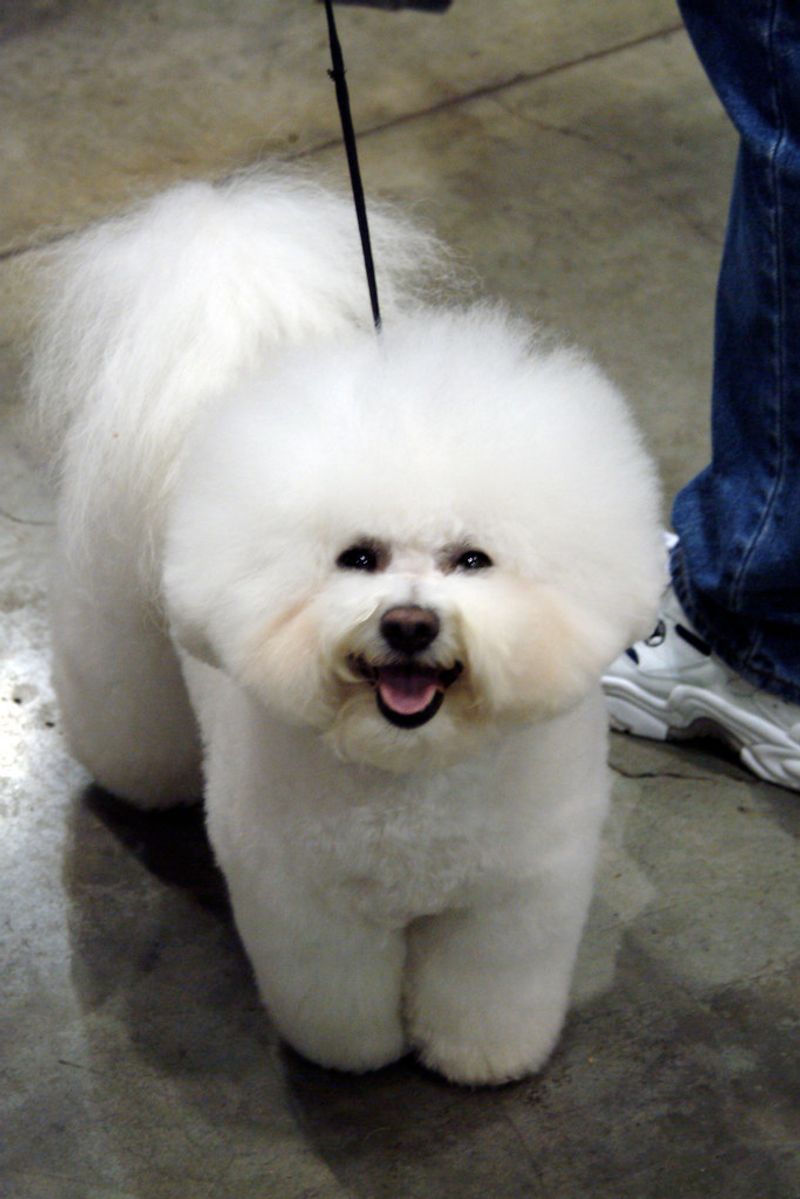 These dog breeds seem built for homes where something is always happening 13 Bichon Frise