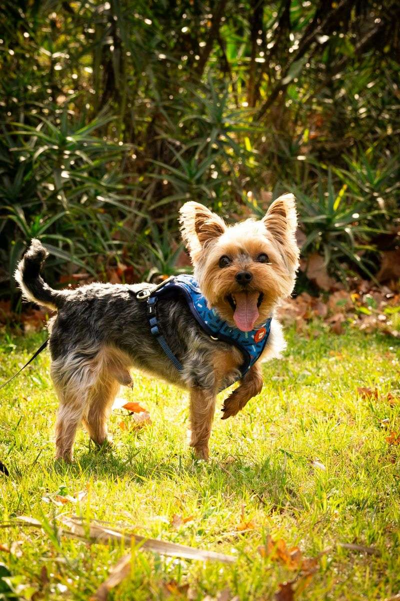 Yorkshire Terrier