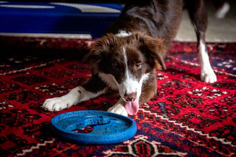 10 dog breeds that can outsmart your backyard setup - plus 2 ways to keep them mentally busy 11 Snuffle Mats and Scent Games