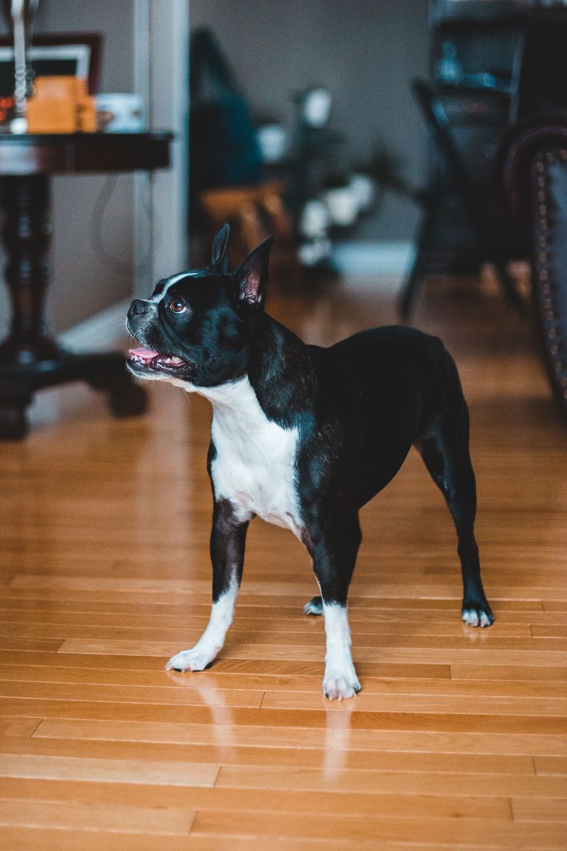Your coworker has four paws now - these dog breeds can fit the home-office routine surprisingly well 9 Boston Terrier