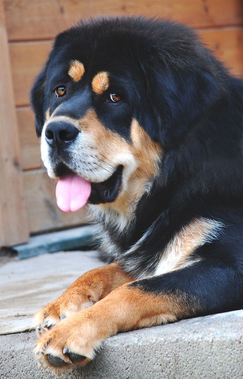 Tibetan Mastiff