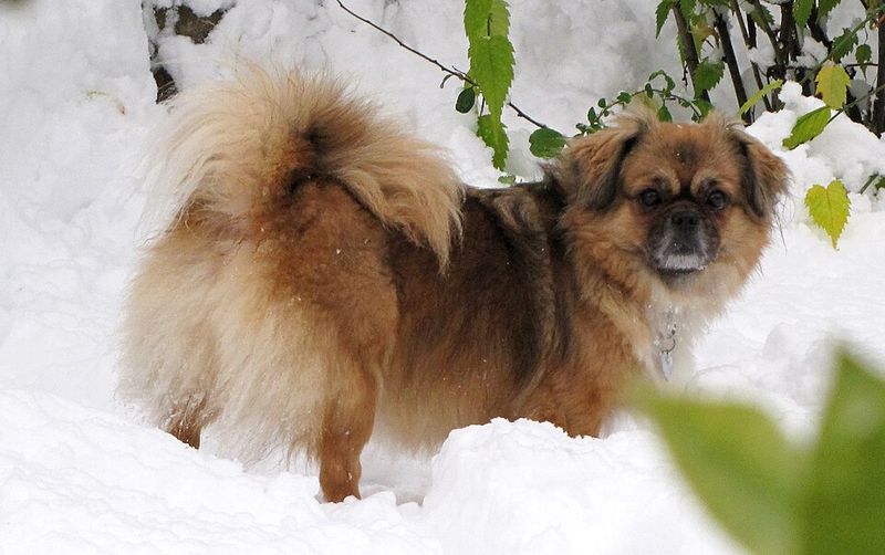 The calm confidence of these dog breeds often becomes contagious around the home 11 Tibetan Spaniel