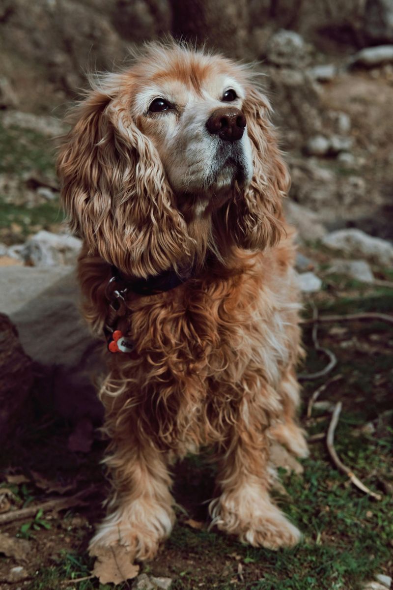Cocker Spaniel