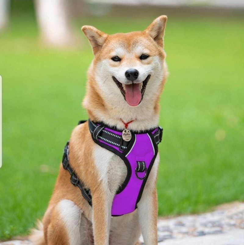 PoyPet No Pull Dog Harness