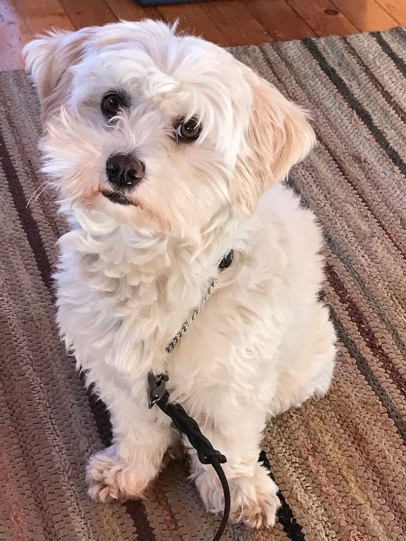 Havanese
