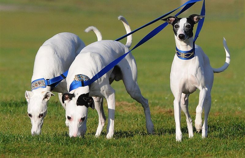 These dog breeds are often appreciated by owners who prefer less noticeable canine odor around the home 4 Whippet
