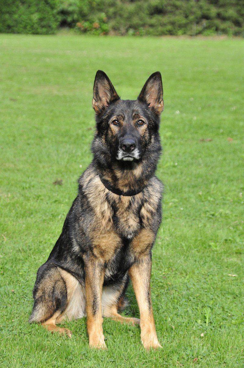 German Shepherd