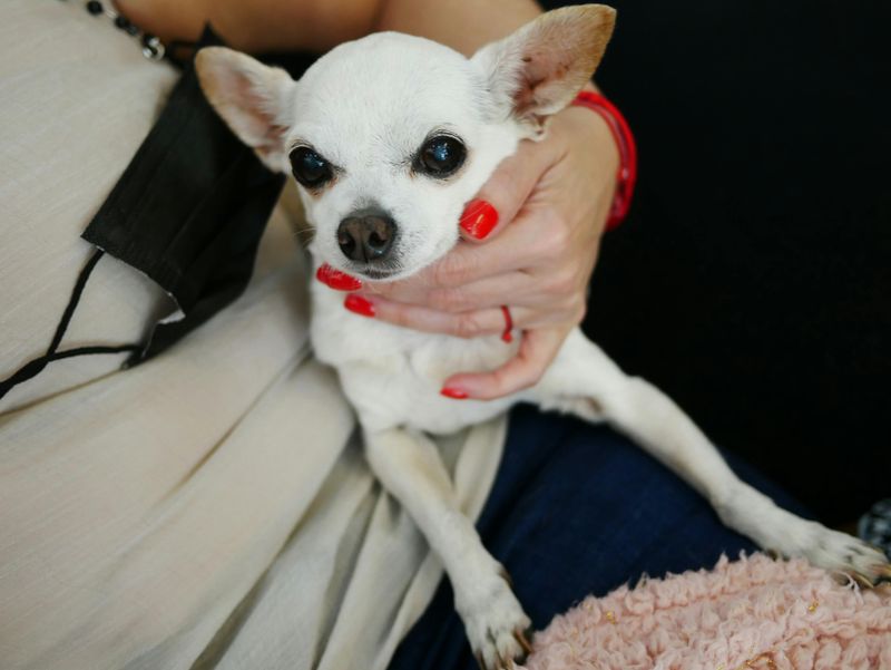 21 Interesting Facts About the Chihuahua - Small in Size, Big in Personality 5 Loyal Companions