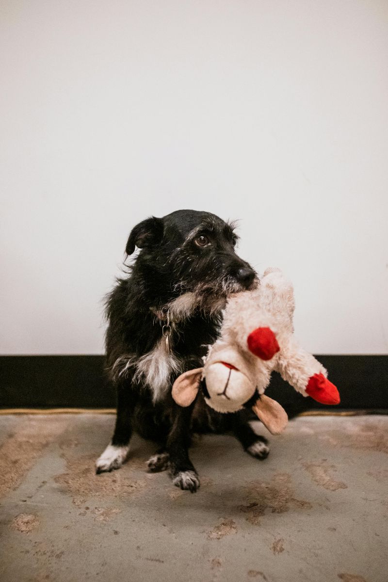 Bringing you toys