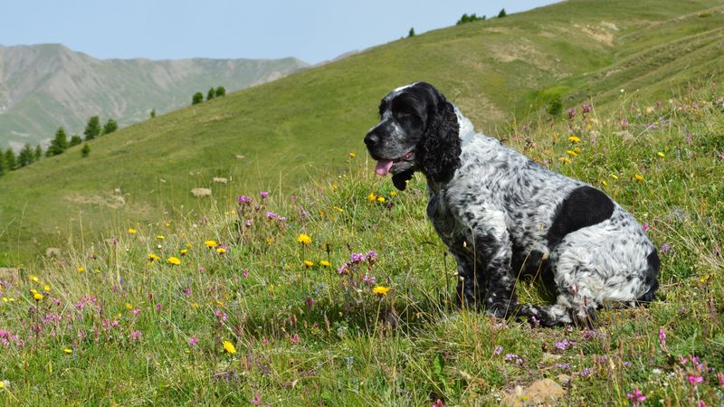 Once these dog breeds become part of your life, you'll rarely walk through the house alone 10 English Cocker Spaniel