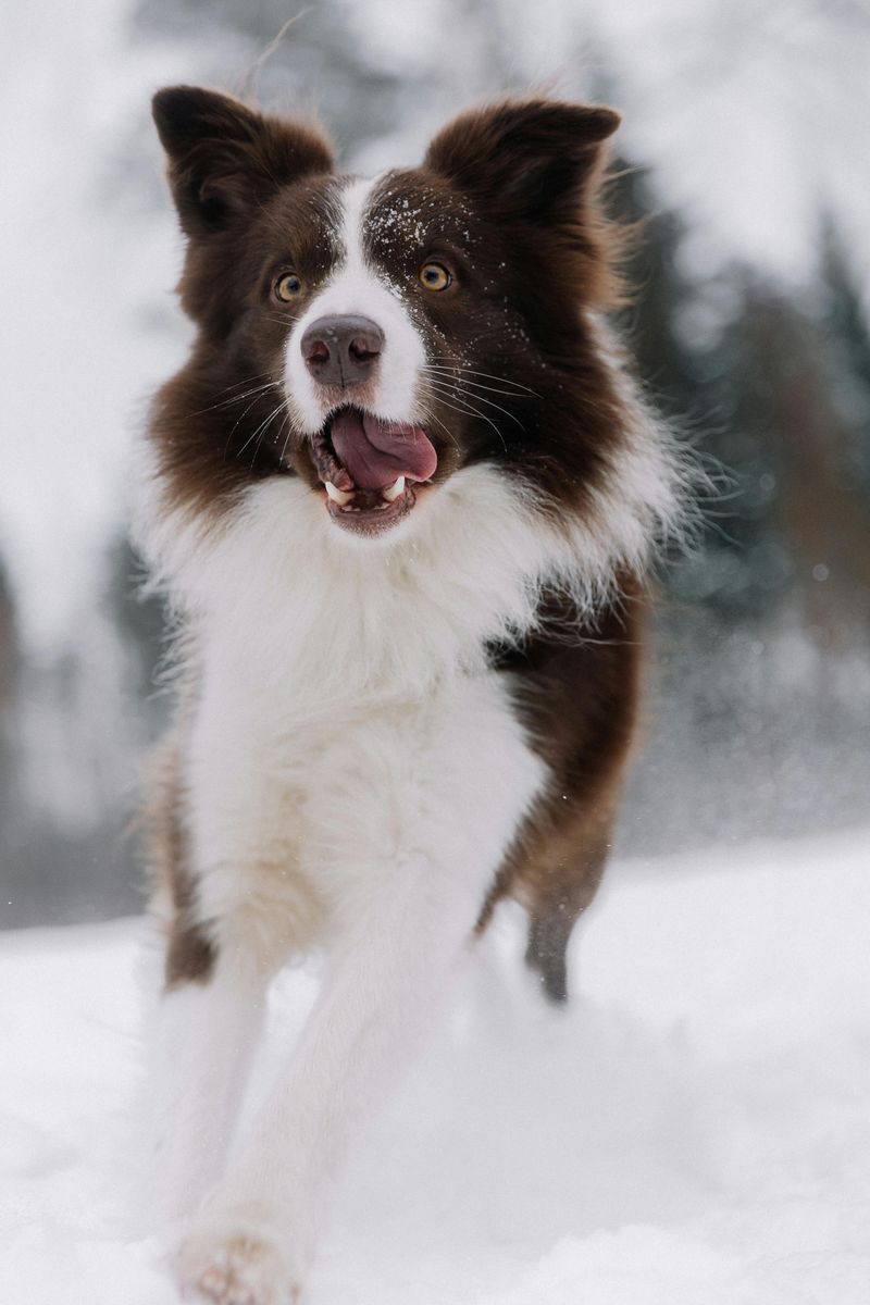 The “Easy Dog” Myth - 14 Dog Breeds That Fool New Owners Fast 5 Border Collie