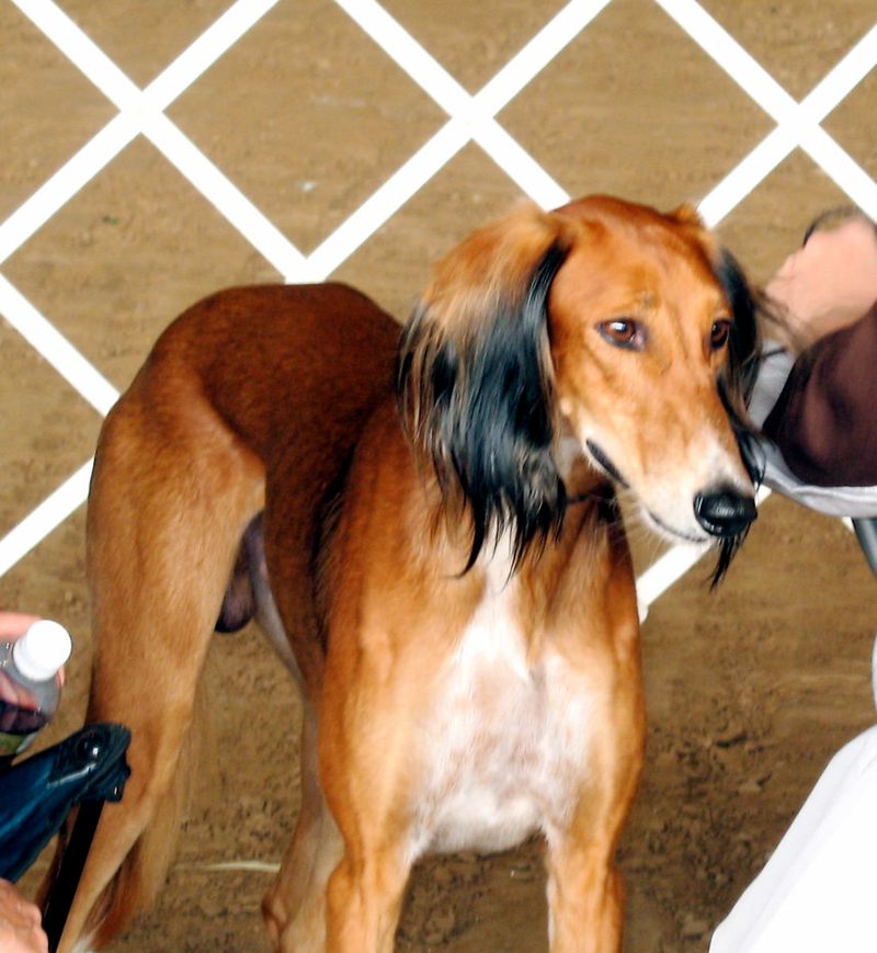 These 10 legendary dog breeds have survived centuries without losing their appeal 4 Saluki