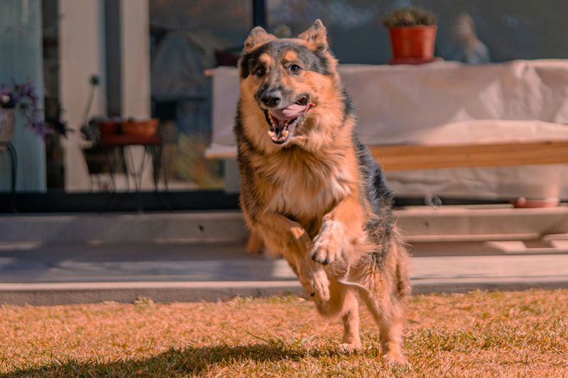 They’re too “serious” to be playful.