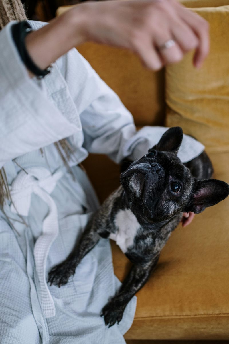 French Bulldog