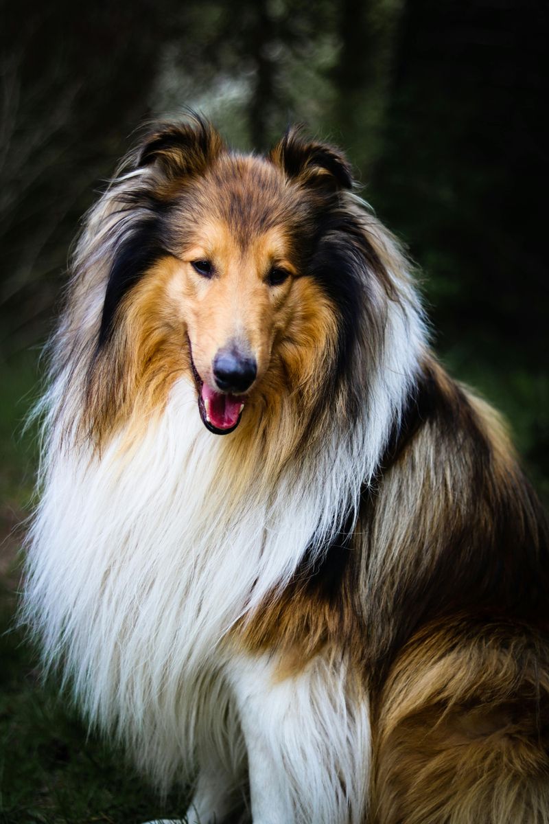 17 Extra-Fluffy Dog Breeds That Look Like Walking Clouds 14 Rough Collie