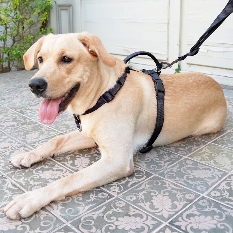 Anti-Pull Harness Leash Combo