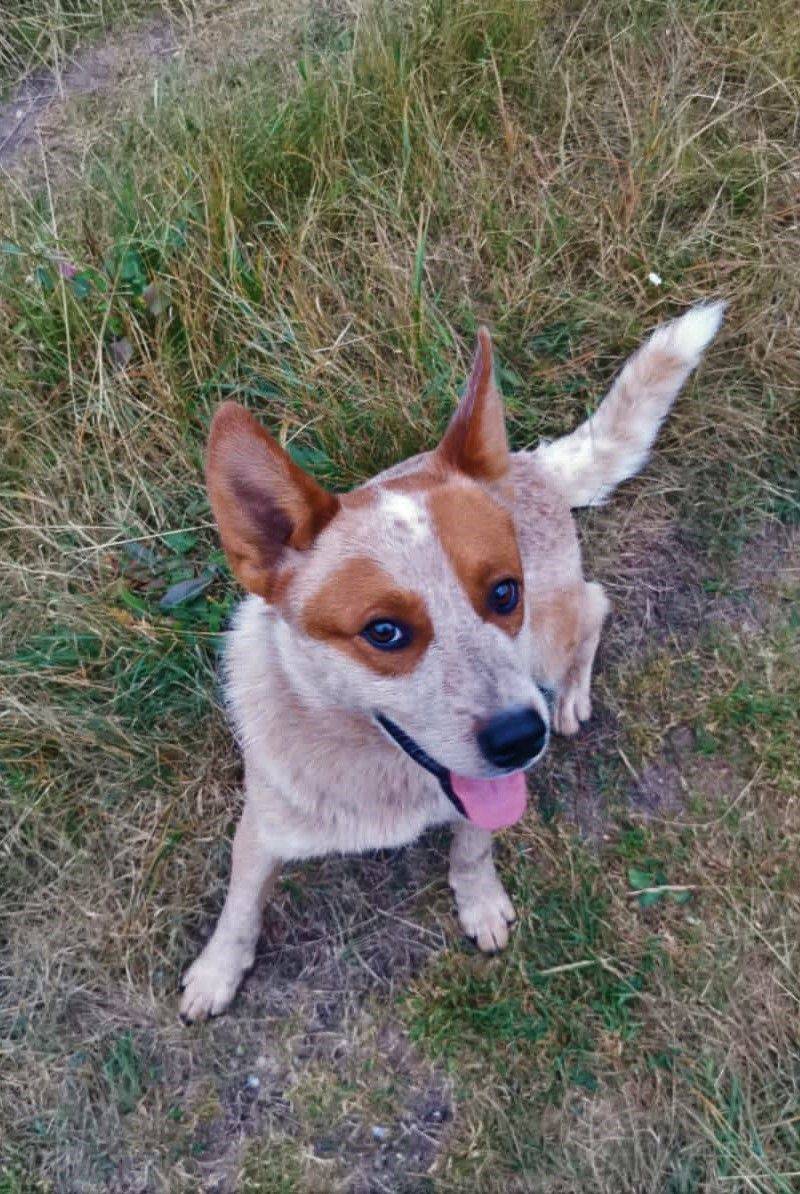 Careful breed research can make these dogs especially interesting choices 10 Australian Cattle Dog