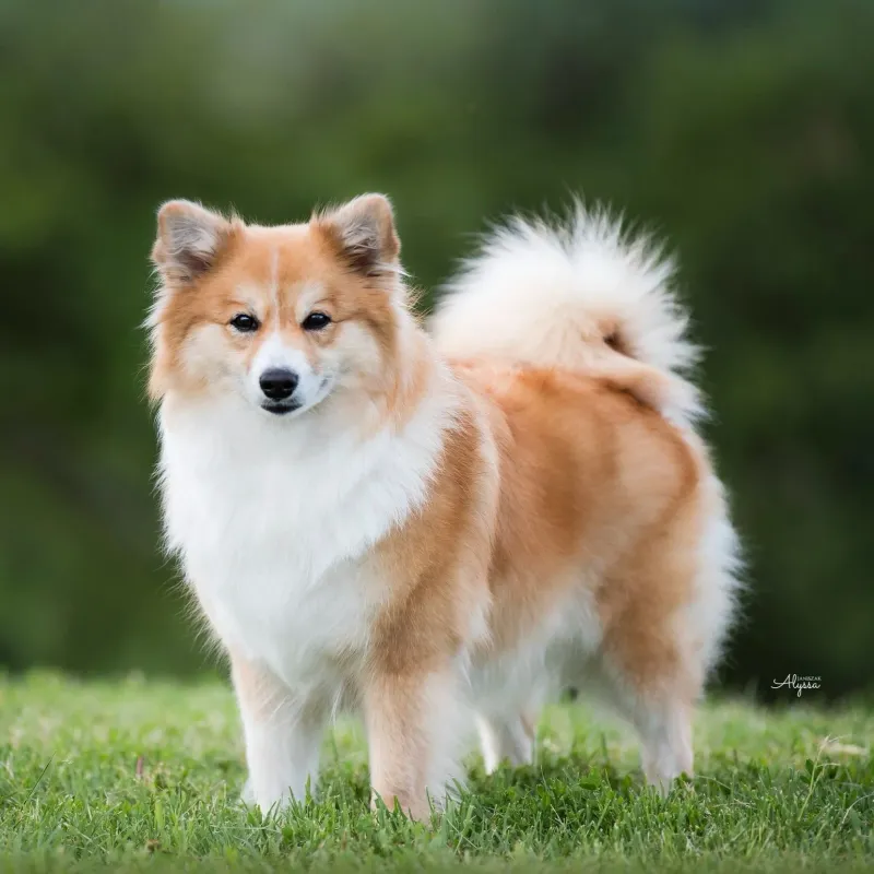 Icelandic Sheepdog