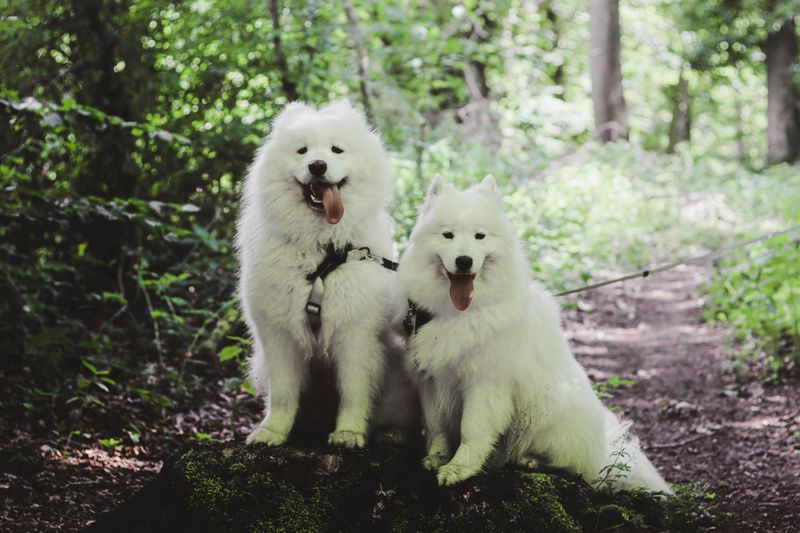 Wolf-like appearance doesn't always mean recent wolf ancestry - These breeds show the difference 7 Samoyed