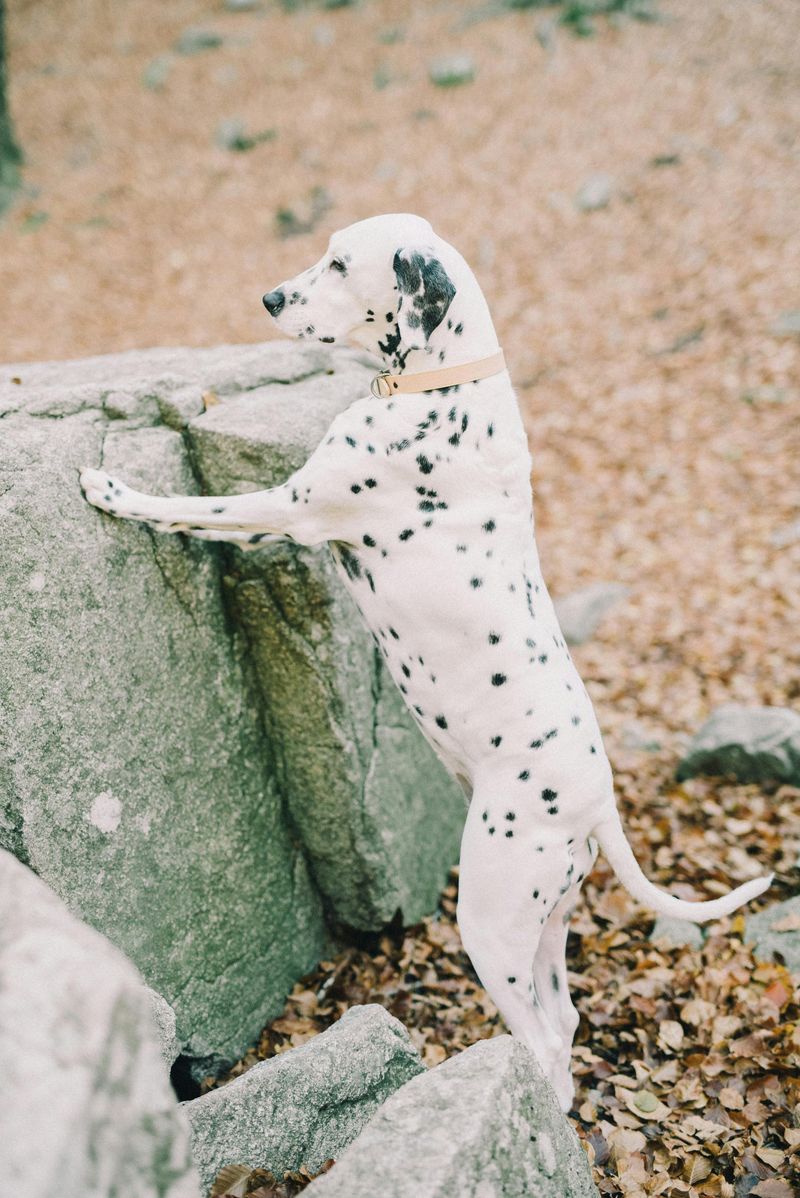 25 Energetic Dog Breeds That Love Hiking and Outdoor Adventures 25 Dalmatian