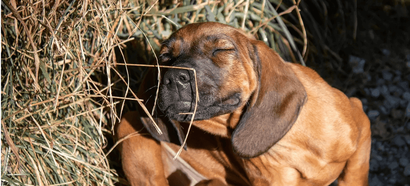 12 Common Human Habits Dogs Quietly Hate (But Tolerate for Your Sake) 6 Strong Perfumes or Cleaning Scents