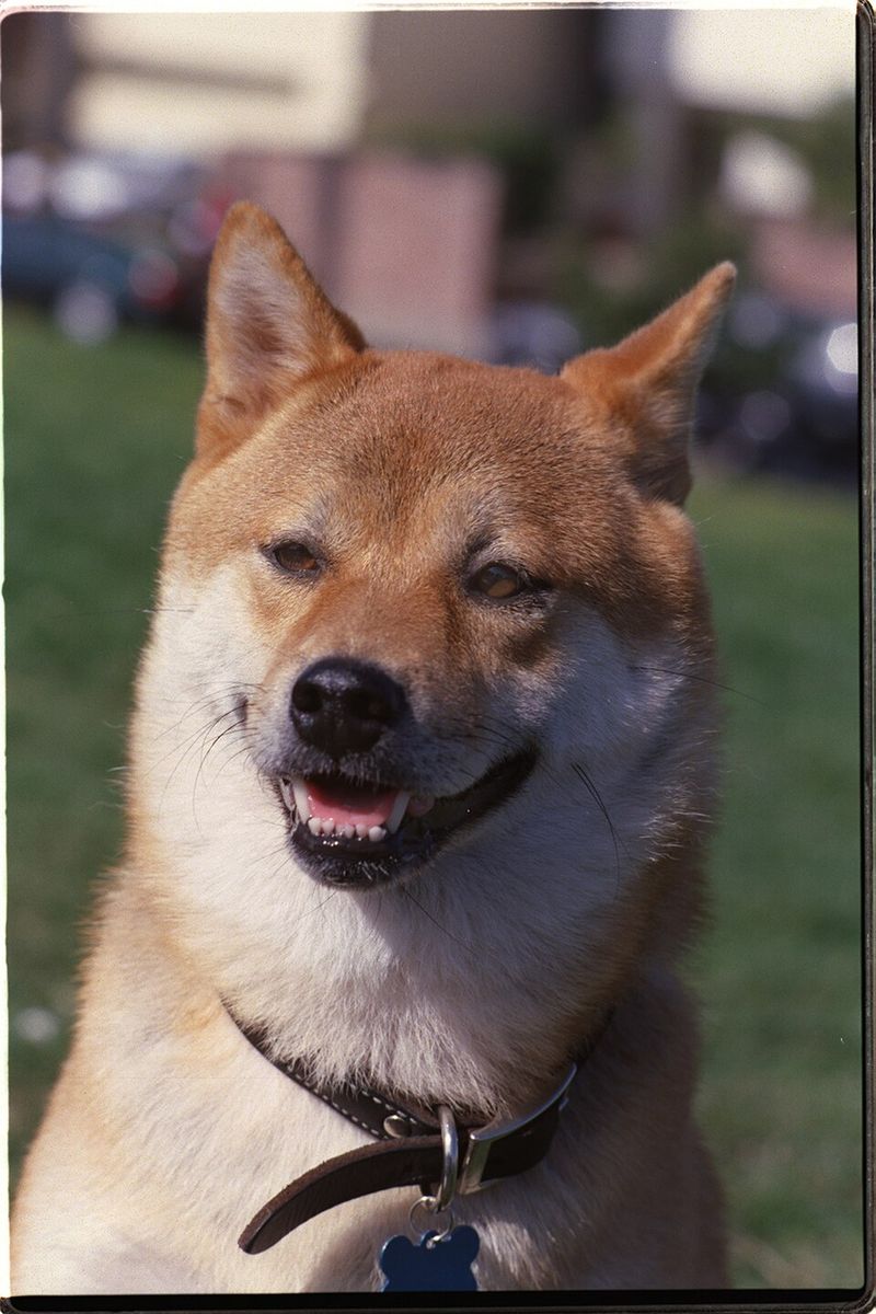 Shiba Inu