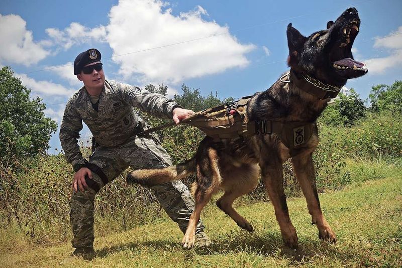 26 Dog Breeds Historically Associated with Strong Defensive Behavior 4 German Shepherd