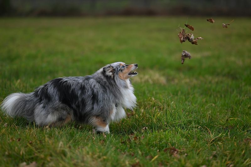 14 dogs that are surprisingly patient during long training sessions 7 Shetland Sheepdog