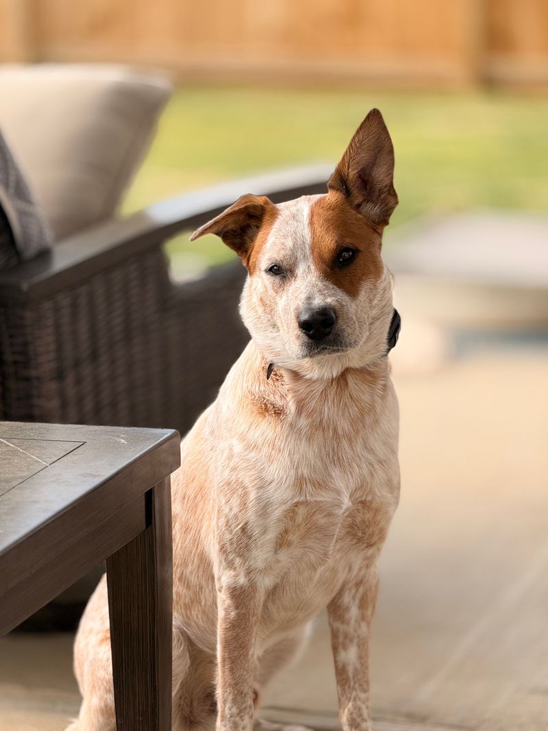 Australian Cattle Dog