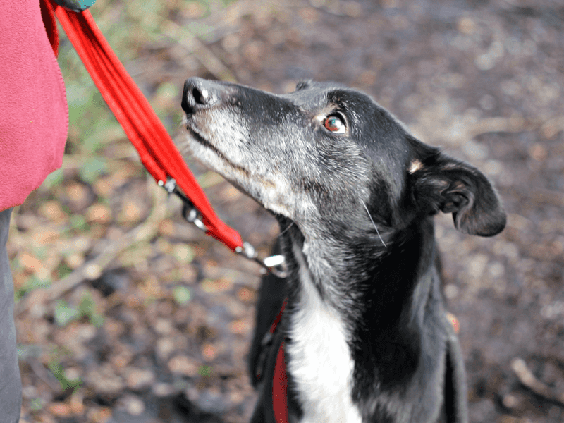 Safer Alternative: Standard Leash