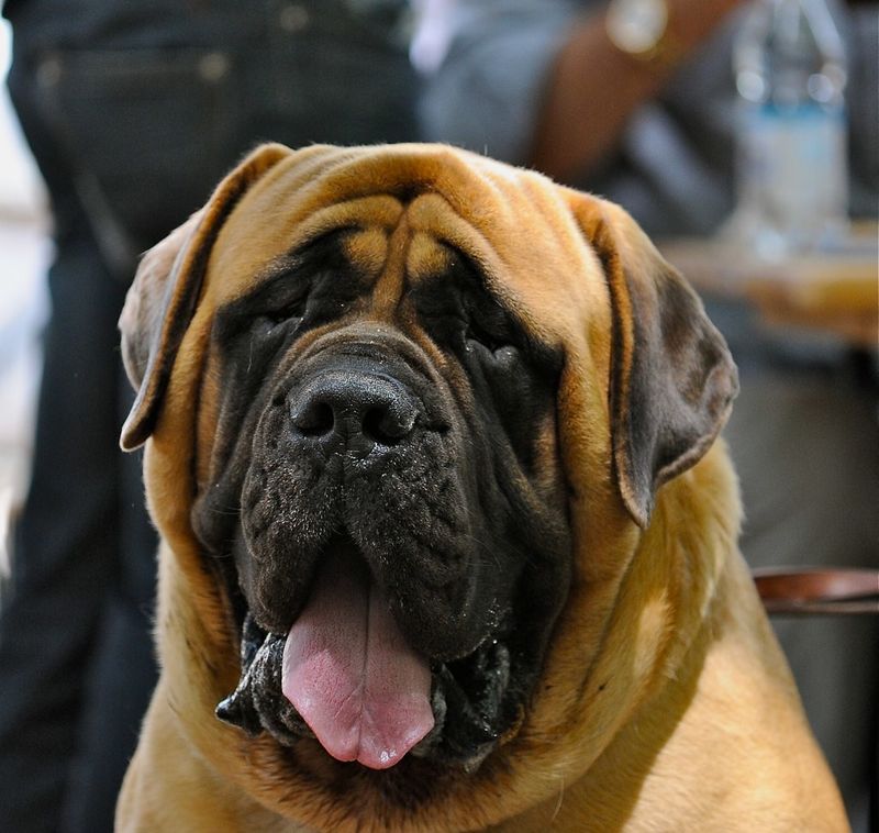 Looking for a champion nap partner? These dog breeds have impressive credentials 8 Mastiff