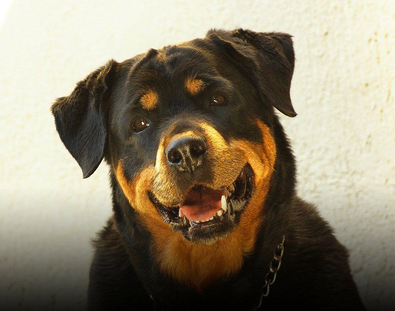 11 dog breeds owners fall deeply in love with despite knowing goodbye may come sooner than anyone wants 11 Rottweiler