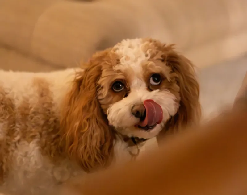 Excessive licking in one area