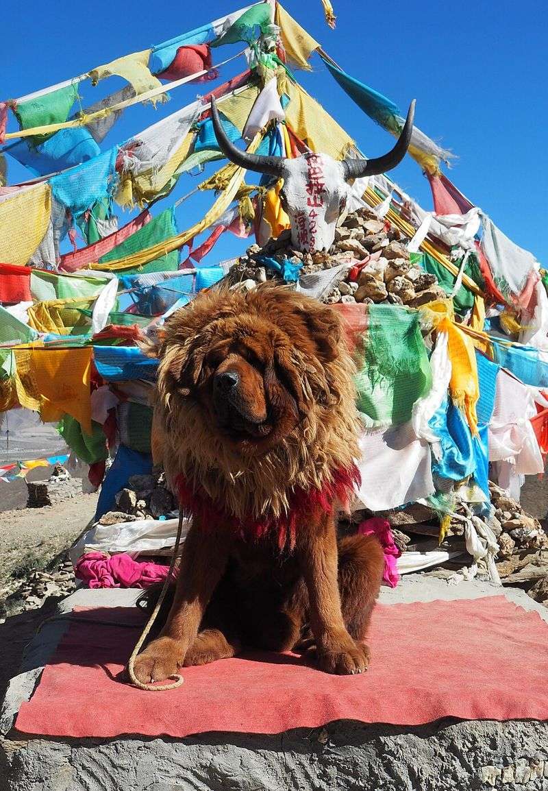 These 10 legendary dog breeds have survived centuries without losing their appeal 7 Tibetan Mastiff