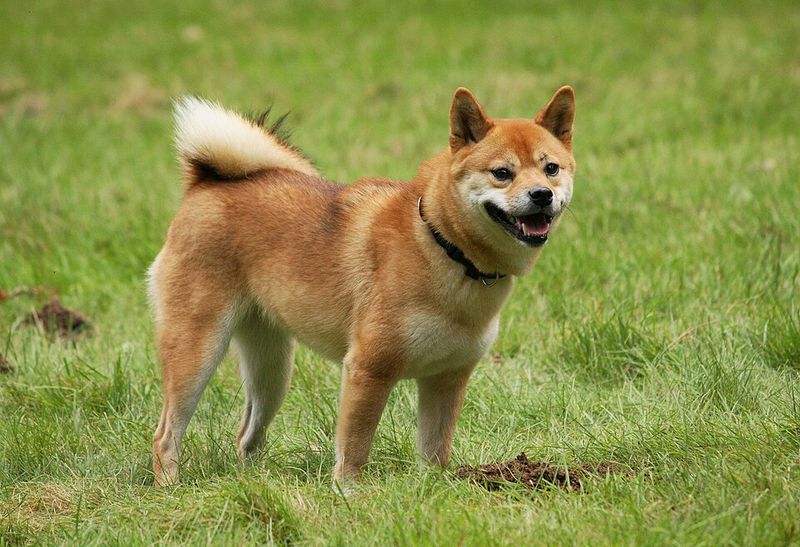 10 dog breeds that can find even ordinary alone time challenging - plus 3 that cope more easily 12 Shiba Inu