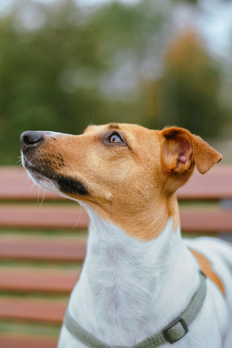 Jack Russell Terrier