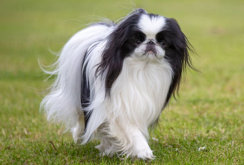 Japanese Chin