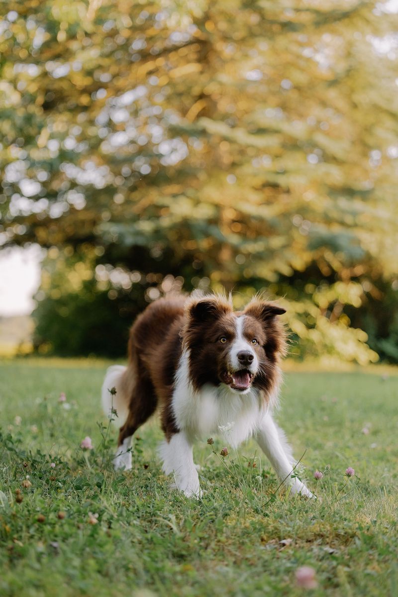 Distance means nothing to these 12 remarkable dog breeds – plus 2 born to keep going 3 Border Collie