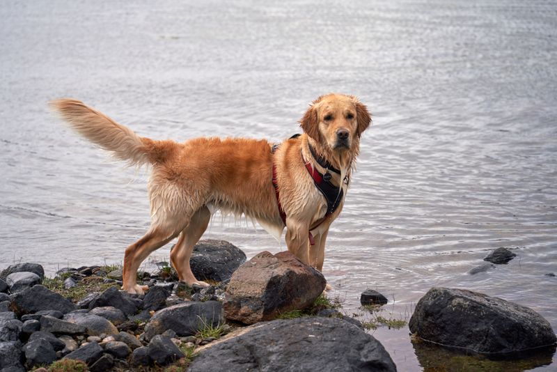 These 10 beginner-friendly dog breeds have very different personalities-but each excels in its own way 3 Golden Retriever