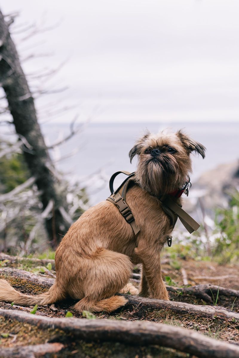 Brussels Griffon