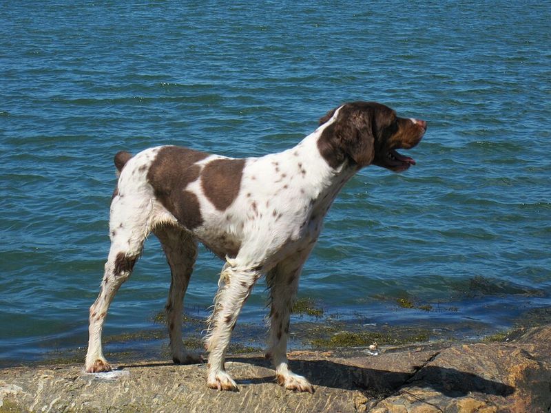 Some dogs avoid every puddle - These 11 breeds on the other end seem determined to find the deepest one 12 Brittany
