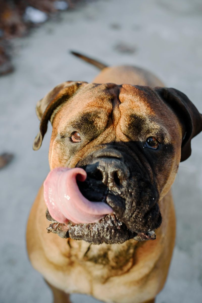 Bullmastiff